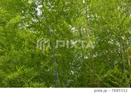 竹林の6月 国立市 竹林の6月 国立市 7685552