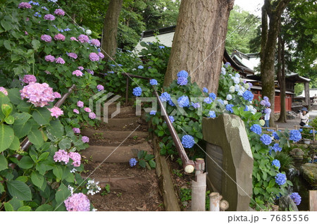 紫陽花が咲きました。国立 紫陽花が咲きました。国立 7685556