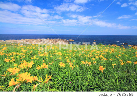 初夏の行合崎 初夏の行合崎 7685569