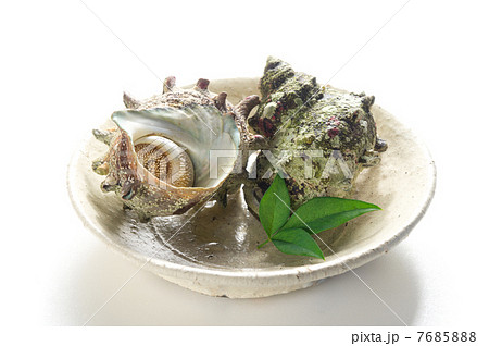 サザエ サザエ 7685888