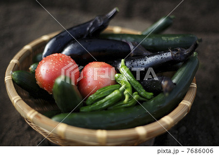 採れたて夏野菜 7686006
