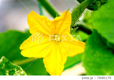 キュウリの雌花 キュウリの雌花 7686179