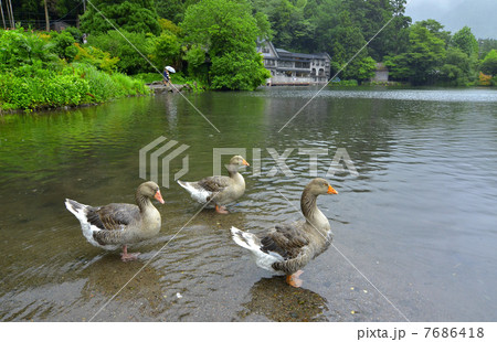 梅雨の金鱗湖 梅雨の金鱗湖 7686418
