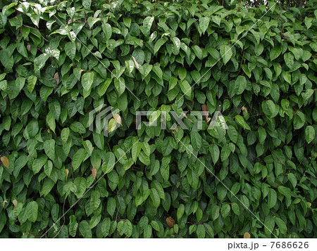 ビナンカズラが壁を覆います 7686626