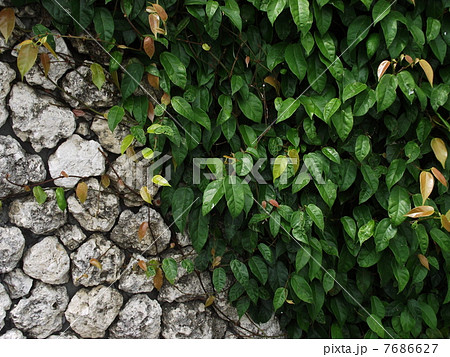 ビナンカズラが壁を覆います 7686627