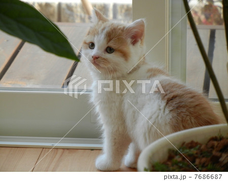 猫の千代丸011 猫の千代丸011 7686687