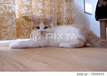 猫の千代丸017 猫の千代丸017 7686693