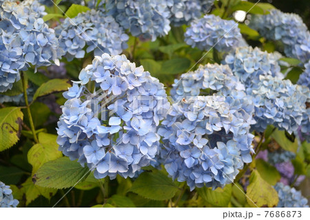 あじさい 7686873