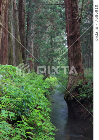 日光杉並木沿いのせせらぎ 7686910