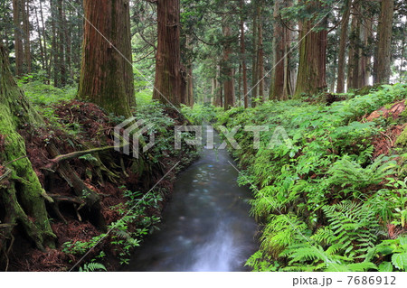日光杉並木沿いのせせらぎ 日光杉並木沿いのせせらぎ 7686912