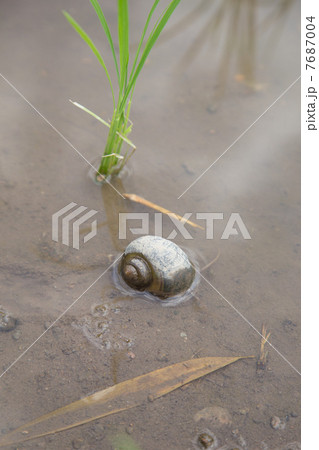 スクミリンゴガイ(ジャンボタニシ) スクミリンゴガイ(ジャンボタニシ) 7687004