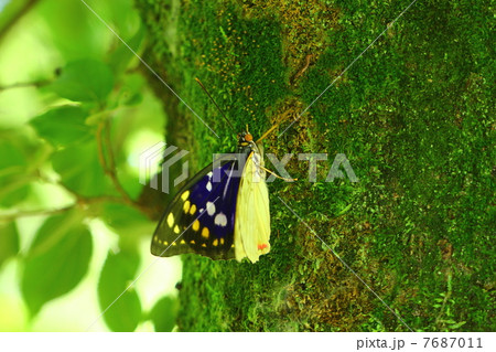 オオムラサキ オオムラサキ 7687011