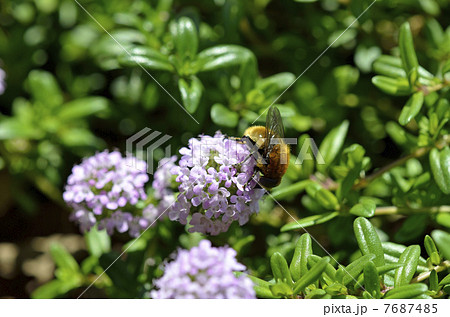 タイム・ロンギカウリスと虻 7687485
