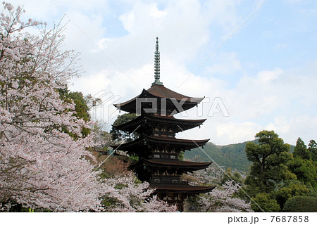 桜の瑠璃光寺五重塔 7687858