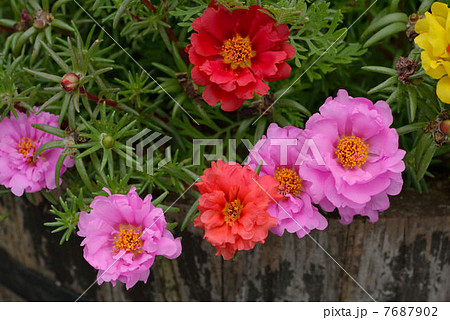 マツバボタン 7687902