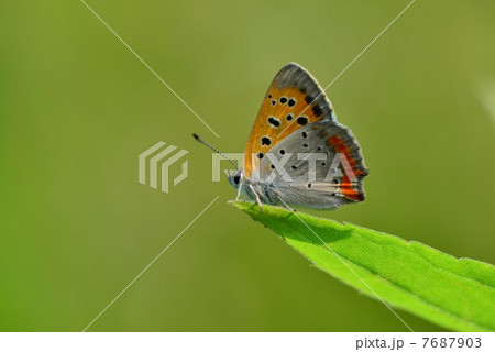 ベニシジミ ベニシジミ 7687903
