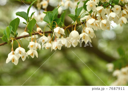 エゴノキ 7687911