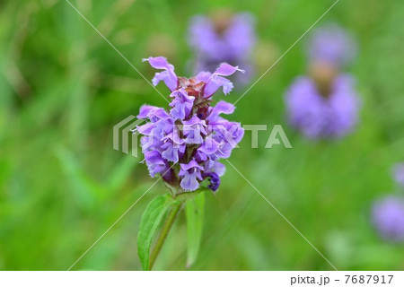 ウツボグサ ウツボグサ 7687917