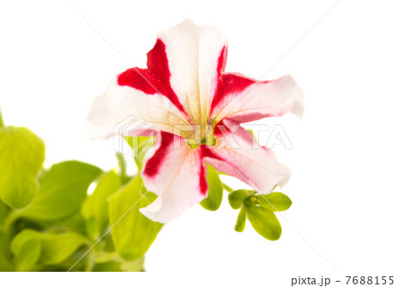 red flower of petunia red flower of petunia 7688155