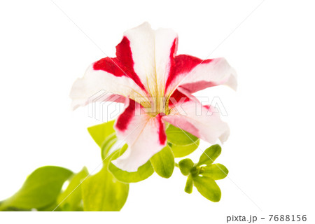 red flower of petunia 7688156