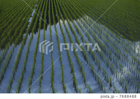 水田 7688488
