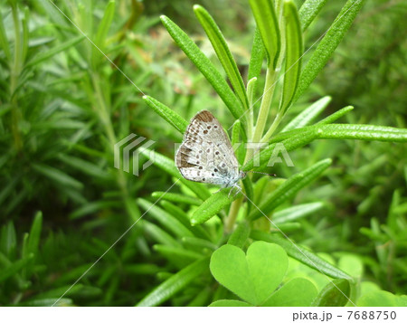 ローズマリーにとまるヤマトシジミ　蝶　高画質　マクロ撮影 7688750