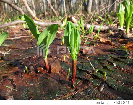 行者にんにく 行者にんにく 7689071
