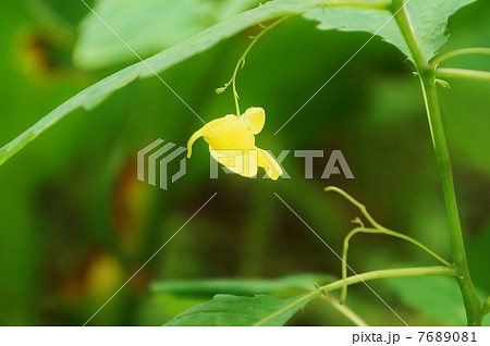 野の花・紫のツリフネソウの仲間キツリフネの花の後姿・横位置 野の花・紫のツリフネソウの仲間キツリフネの花の後姿・横位置 7689081