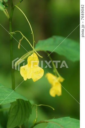 野の花・ツリフネソウの仲間キツリフネの花・ややアップ縦位置 7689082