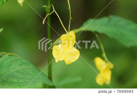 野の花・ツリフネソウの仲間キツリフネの花・ややアップ横位置 7689083