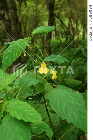 野の花・ツリフネソウの仲間キツリフネの花・やや引き全身縦位置 7689084