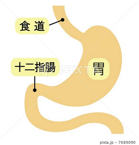 胃腸の図のイラスト素材