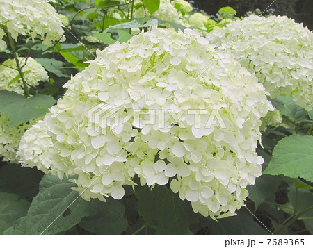 神戸市立森林植物園のあじさい 7689365