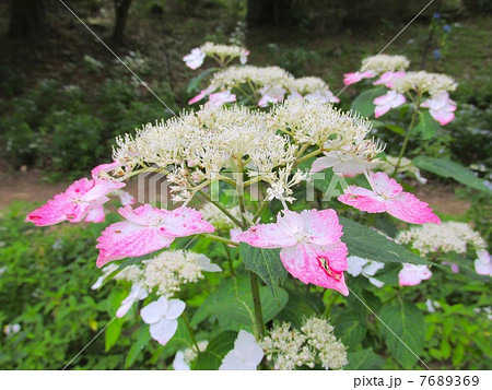 神戸市立森林植物園のあじさい 7689369