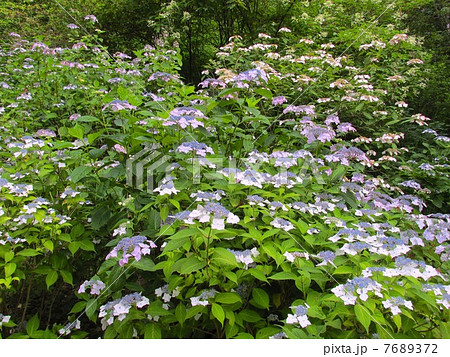 神戸市立森林植物園のあじさい 神戸市立森林植物園のあじさい 7689372