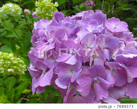 神戸市立森林植物園のあじさい 7689373