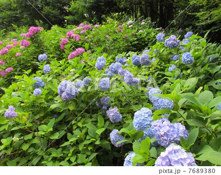 神戸市立森林植物園のあじさい 神戸市立森林植物園のあじさい 7689380