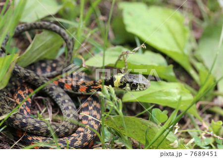 黄色がお洒落なヤマカガシ 7689451