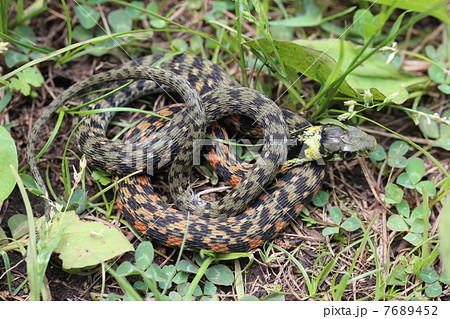 黄色がお洒落なヤマカガシ 7689452