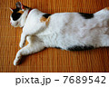 茣蓙の上で寝る三毛猫 7689542