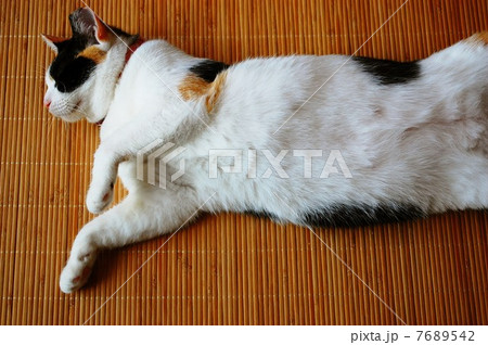 茣蓙の上で寝る三毛猫 茣蓙の上で寝る三毛猫 7689542