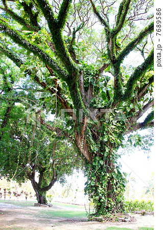 マホガニーの木 7689586