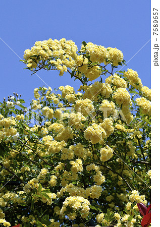 モッコウバラ(木香薔薇) モッコウバラ(木香薔薇) 7689657