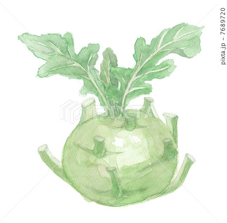 コールラビ 7689720