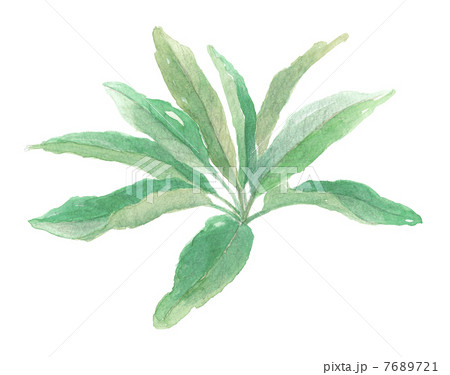 コンフリーの葉 7689721