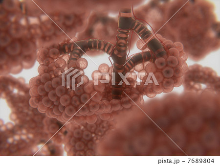 肺胞のイラスト素材 [7689804] PIXTA