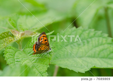 葉に止まる紅シジミ 7689869