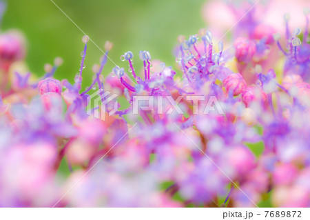 アジサイ 7689872