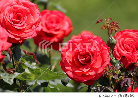 薔薇 （フィデリオ） 7689960