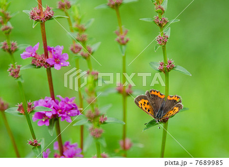 紅シジミと野の花 7689985